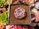 Echeveria 'Horizon' 1" Succulent Plant
