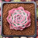 Echeveria 'Silhouette' 2" Succulent Plant