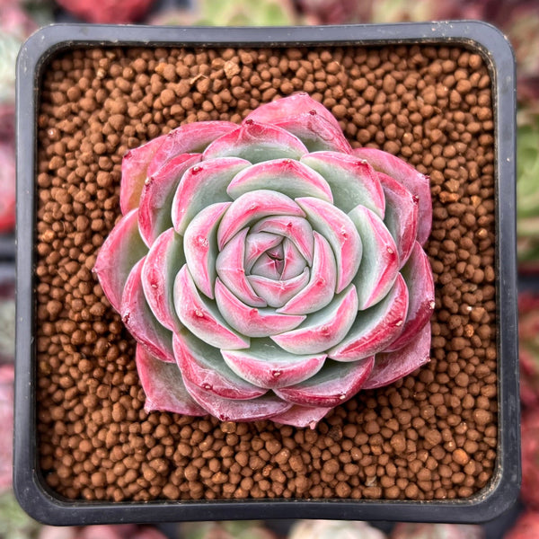 silhouette succulent Echeveria 'Silhouette' 2" Succulent Plant – True Succulents Plant Co