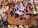 Echeveria 'Osmanthus' New Hybrid 4" Succulent Plant