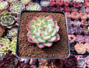 Echeveria 'Pink Crystal' 2" Succulent Plant