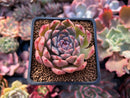 Echeveria 'Momentum' 2" Succulent Plant