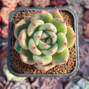 Echeveria 'Shallot' 2" Succulent Plant
