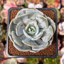 Echeveria 'Snow Shower' 2" Succulent Plant
