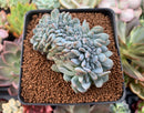 Echeveria 'Elegans Potosina' Crested 2"-3" Succulent Plant
