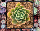 Echeveria Agavoides 'Alienor' 3" Succulent Plant