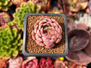 Echeveria 'Zeta' 1" Succulent Plant