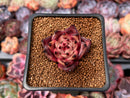 Echeveria Agavoides 'Taurus' 1" Succulent Plant