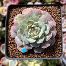 Echeveria 'Charles Rose' 2" Succulent Plant