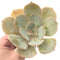 Echeveria 'Slimeball' 5" Succulent Plant