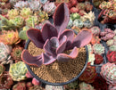 Pachyveria 'Mrytilla' 5" Succulent Plant