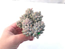 Pachyveria 'Baby Finger' 5" Cluster Succulent Plant