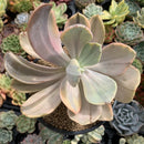 Echeveria 'Pampoteus' Variegated 6" Very Large (Not Jocelyn's Joy Variegated) Rare Succulent Plant