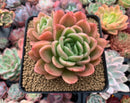 Echeveria Agavoides 'Raja' 4" Cluster Succulent Plant
