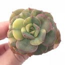 Echeveria Nicksana Variegated 2” Rare Succulent Plant