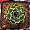Echeveria Agavoides 'Blue Dragon' 3" Succulent Plant