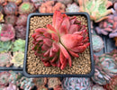 Echeveria Agavoides 'Michelo' 3" Succulent Plant