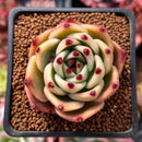 Echeveria Agavoides 'Blue Dragon' 2" Succulent Plant