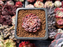 Echeveria 'Shella' 1" Small Succulent Plant
