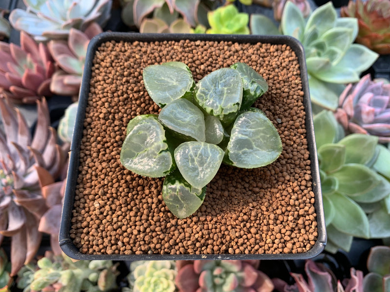 wide leaf succulent Haworthia 'Ikeda' Wide Leaf 2"-3" (No roots) Succulent Plant