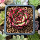 Echeveria Agavoides sp. 1" Succulent Plant