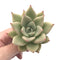 Echeveria Agavoides ‘Lydia’ 3" Rare Succulent Plant