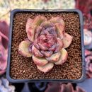 Echeveria 'Citrine' 1"-2" Seed Grown Air Magic Hybrid Succulent Plant