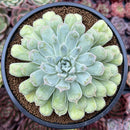 Echeveria 'Hearts Choice' 4" Succulent Plant