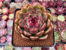 Echeveria Agavoides 'Black Rose' Hybrid 2"-3" Succulent Plant