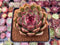 Echeveria Agavoides 'Black Rose' Hybrid 2"-3" Succulent Plant