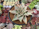 Echeveria 'Madiba' 3"-4" Succulent Plant