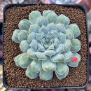 Echeveria 'Hearts Choice' 3" Succulent Plant