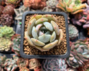 Echeveria 'Lehman' 1" Powdery Succulent Plant