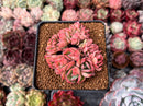 Echeveria 'Luella' Crested 2"-3" Succulent Plant