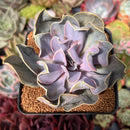 Echeveria 'Valkyrie' 3" Succulent Plant