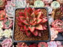 Echeveria Agavoides 'Schneider' 2"-3" New Hybrid Succulent Plant
