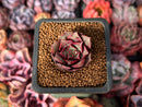 Echeveria 'Longissima' 1" Small Succulent Plant
