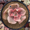 Echeveria 'Suyeon Frill' Variegated 4" Succulent Plant