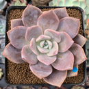 Echeveria 'Missing You' 3" Succulent Plant