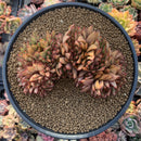 Echeveria Agavoides 'Elkhorn' 5"-6" Succulent Plant