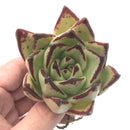 Echeveria Agavoides ‘Black Edge’ 3”-4" Rare Succulent Plant