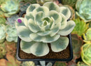 Echeveria 'Compton Carousel' 2"-3" Succulent Plant