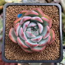 Echeveria 'Keralean' 2" Succulent Plant