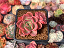 Echeveria 'Silk-Q' 2" Succulent Plant