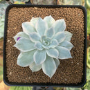 Echeveria 'Subsessilis' Variegated 3" Succulent Plant