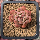 Echeveria sp. 1" Succulent Plant