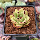 Echeveria Agavoides 'Castro' 2" Succulent Plant