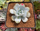 Echeveria 'Laui' 2"-3" Powdery Succulent Plant