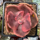 Echeveria 'Golden State' Variegated 2" Succulent Plant