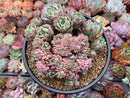 Echeveria 'Bradburiana' Crested 4"-5" Succulent Plant